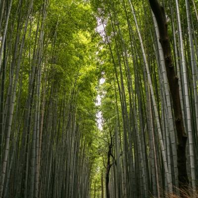 飞天变态版游戏(暂未上线)v1.0 安卓无限商城版